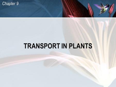 TRANSPORT IN PLANTS.