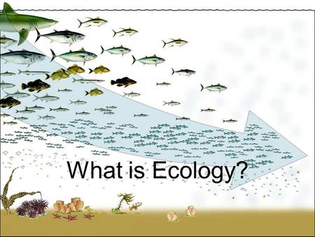 What is Ecology?.