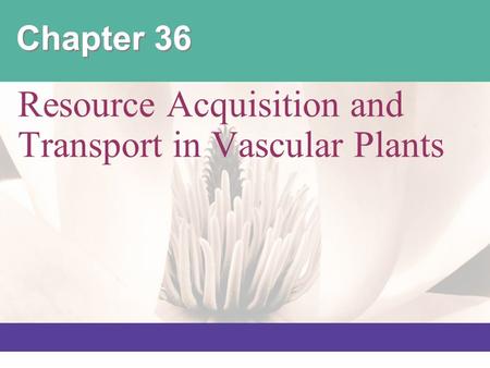 Resource Acquisition and Transport in Vascular Plants