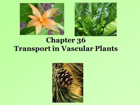 Transport in Vascular Plants