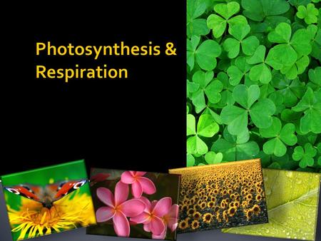 Photosynthesis & Respiration