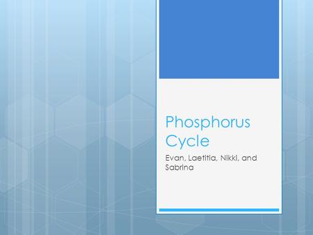 Phosphorus Cycle Evan, Laetitia, Nikki, and Sabrina.