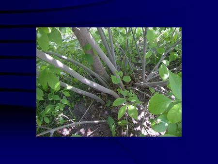 The appearance of a properly pruned plant is like a good hair cut: hardly noticeable at first glance. Presented by Dr. Teri Hamlin Georgia Department.