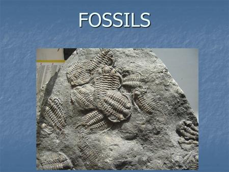 FOSSILS.