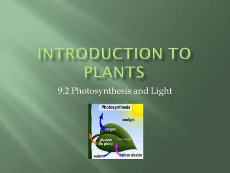 Introduction to Plants