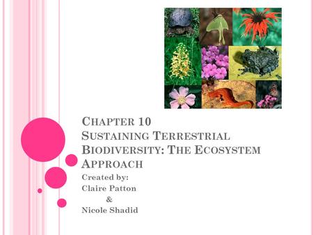 C HAPTER 10 S USTAINING T ERRESTRIAL B IODIVERSITY : T HE E COSYSTEM A PPROACH Created by: Claire Patton & Nicole Shadid.