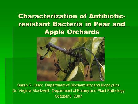 Sarah R. Jean: Department of Biochemistry and Biophysics Dr. Virginia Stockwell: Department of Botany and Plant Pathology October 6, 2007 Characterization.