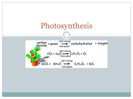 Photosynthesis.