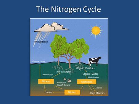 The Nitrogen Cycle.