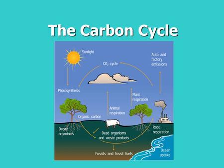 The Carbon Cycle.