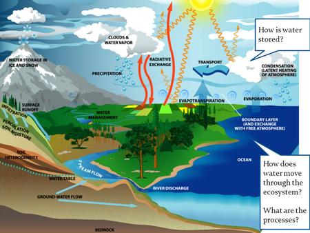 How is water stored? How does water move through the ecosystem? What are the processes?