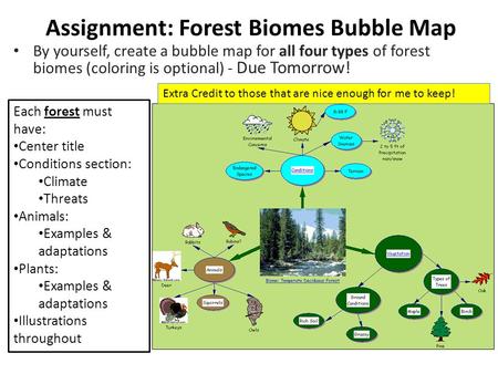 Assignment: Forest Biomes Bubble Map