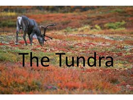 The Tundra.