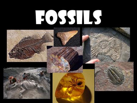 Fossils.