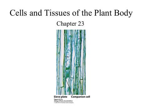 Cells and Tissues of the Plant Body Chapter 23. Origin of Primary Tissues Primary growth- formation of primary tissues. –Primary plant body.