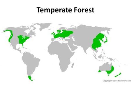 Temperate Forest.