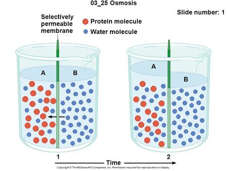 03_25 Osmosis Slide number: 1 Copyright © The McGraw-Hill Companies, Inc. Permission required for reproduction or display. Protein molecule Water molecule.