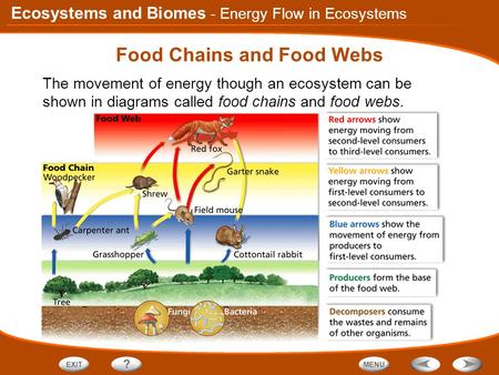 Food Chains and Food Webs