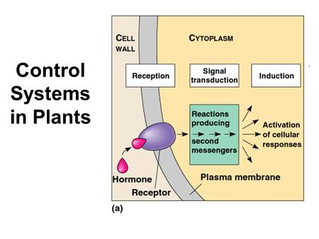 Control Systems in Plants