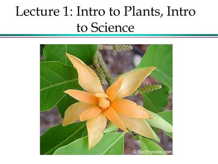 Lecture 1: Intro to Plants, Intro to Science. Why do we love plants? What makes them so special? Plants are: