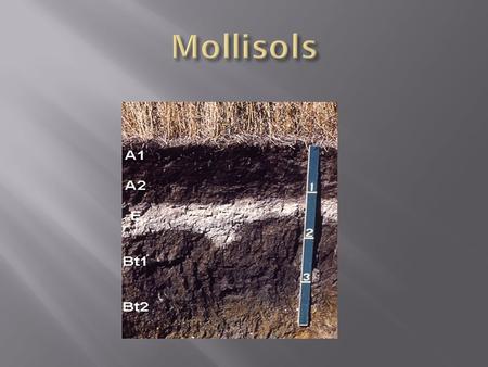  Found in middle latitudes and prairie regions  Areas with moderate temps and precipitation  Organic decomposition is responsible for thick dark topsoil.