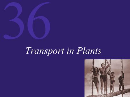 Transport in Plants.