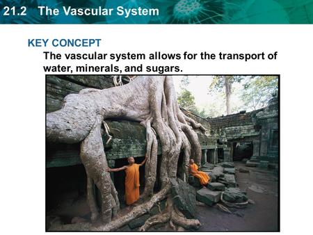 Water and dissolved minerals move through xylem.