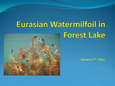 January 17 th, 2012. Eurasian Watermilfoil (EWM) Exotic milfoil Can grow nearly 10 feet in length Can forms dense mats at the waters surface Grows in.