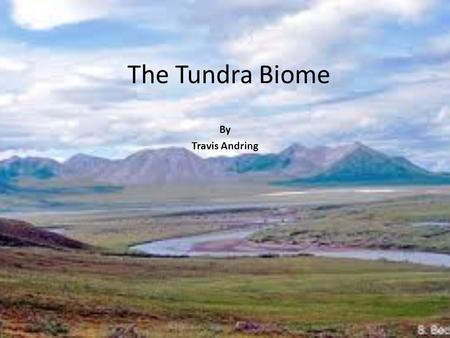 The Tundra Biome By Travis Andring.