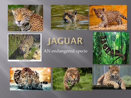 JAGUAR AN endangered specie.