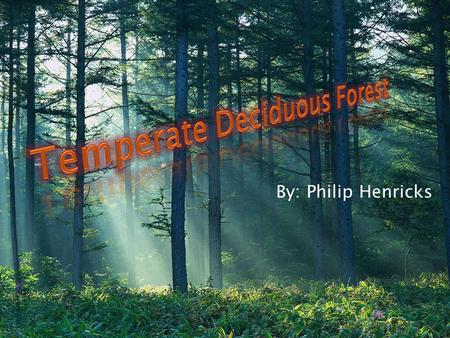 Temperate Deciduous Forest