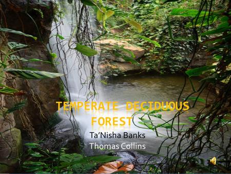 Temperate Deciduous Forest