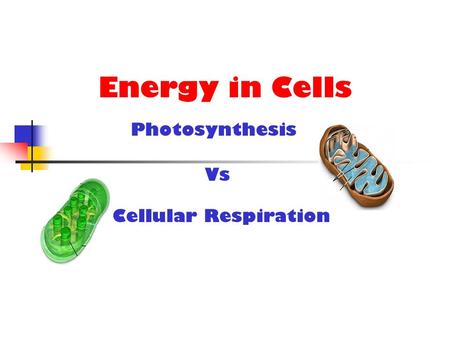 Energy in Cells Photosynthesis Vs Cellular Respiration.