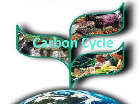 Carbon Cycle.