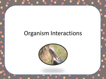 Organism Interactions. How do organisms interact in an ecosystem? A community is… All the biotic factors within an ecosystem. How do the different populations.