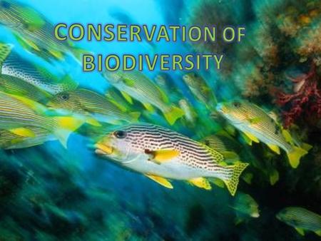 CONSERVATION OF BIODIVERSITY.