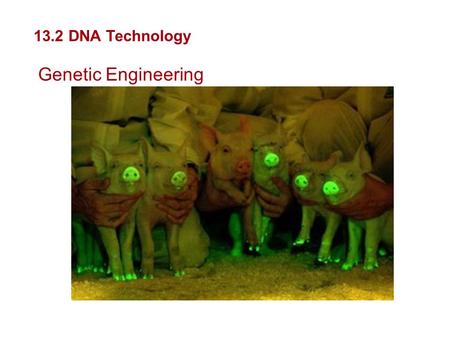 Genetics and Biotechnology