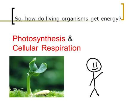 Photosynthesis & Cellular Respiration