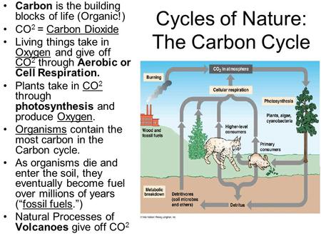 Cycles of Nature: The Carbon Cycle Carbon is the building blocks of life (Organic!) CO 2 = Carbon Dioxide Living things take in Oxygen and give off CO.