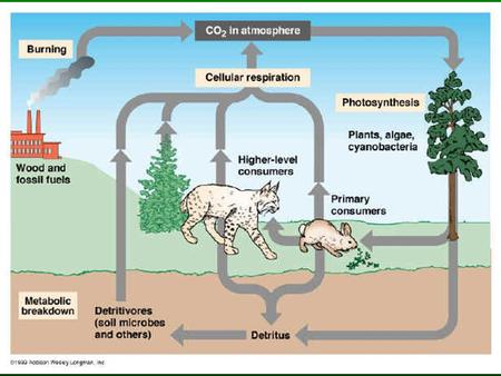 Plants & The Carbon Cycle Plants take in carbon dioxide and convert it to sugar which can be stored until used for energy. This process is called photosynthesis.