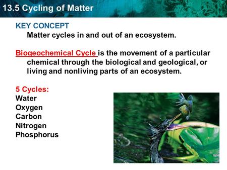 KEY CONCEPT  Matter cycles in and out of an ecosystem.