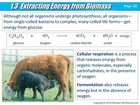 1.3 Extracting Energy from Biomass Copyright © 2010 McGraw-Hill Ryerson Ltd. Although not all organisms undergo photosynthesis, all organisms— from single-celled.