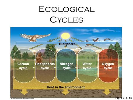 Ecological Cycles Biosphere Carbon cycle Phosphorus cycle Nitrogen