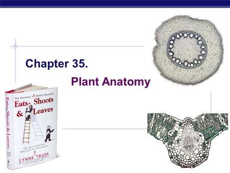 AP Biology 10/4/2015 Chapter 35. Plant Anatomy. AP Biology 10/4/2015 Figure 35.0 The effect of submersion in water on leaf development in Cabomba.