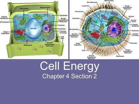 Cell Energy Chapter 4 Section 2.