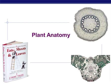 AP Biology 2006-2007 Plant Anatomy AP Biology Basic plant anatomy 1  root  root tip  root hairs.