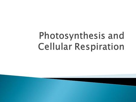 Photosynthesis and Cellular Respiration