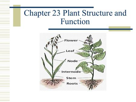 Chapter 23 Plant Structure and Function Plant Tissue Vascular Plants have four basic types of tissue 1.Vascular tissue 2.Ground tissue 3.Epidermis 4.Meristematic.