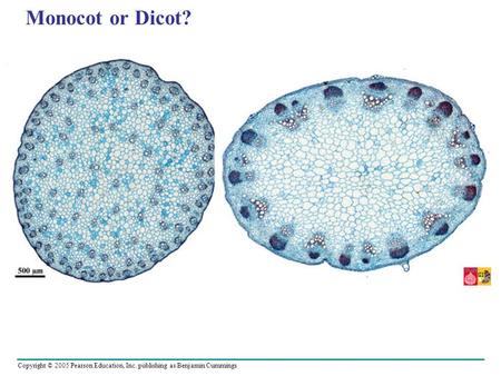 Copyright © 2005 Pearson Education, Inc. publishing as Benjamin Cummings Monocot or Dicot?