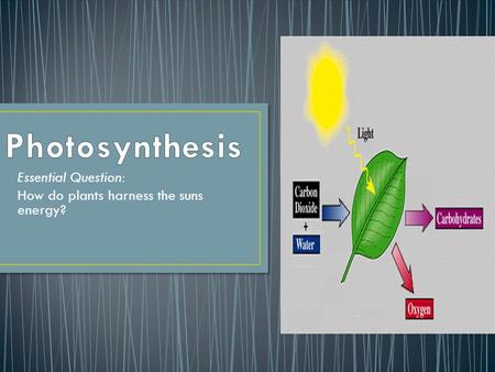 Essential Question: How do plants harness the suns energy?